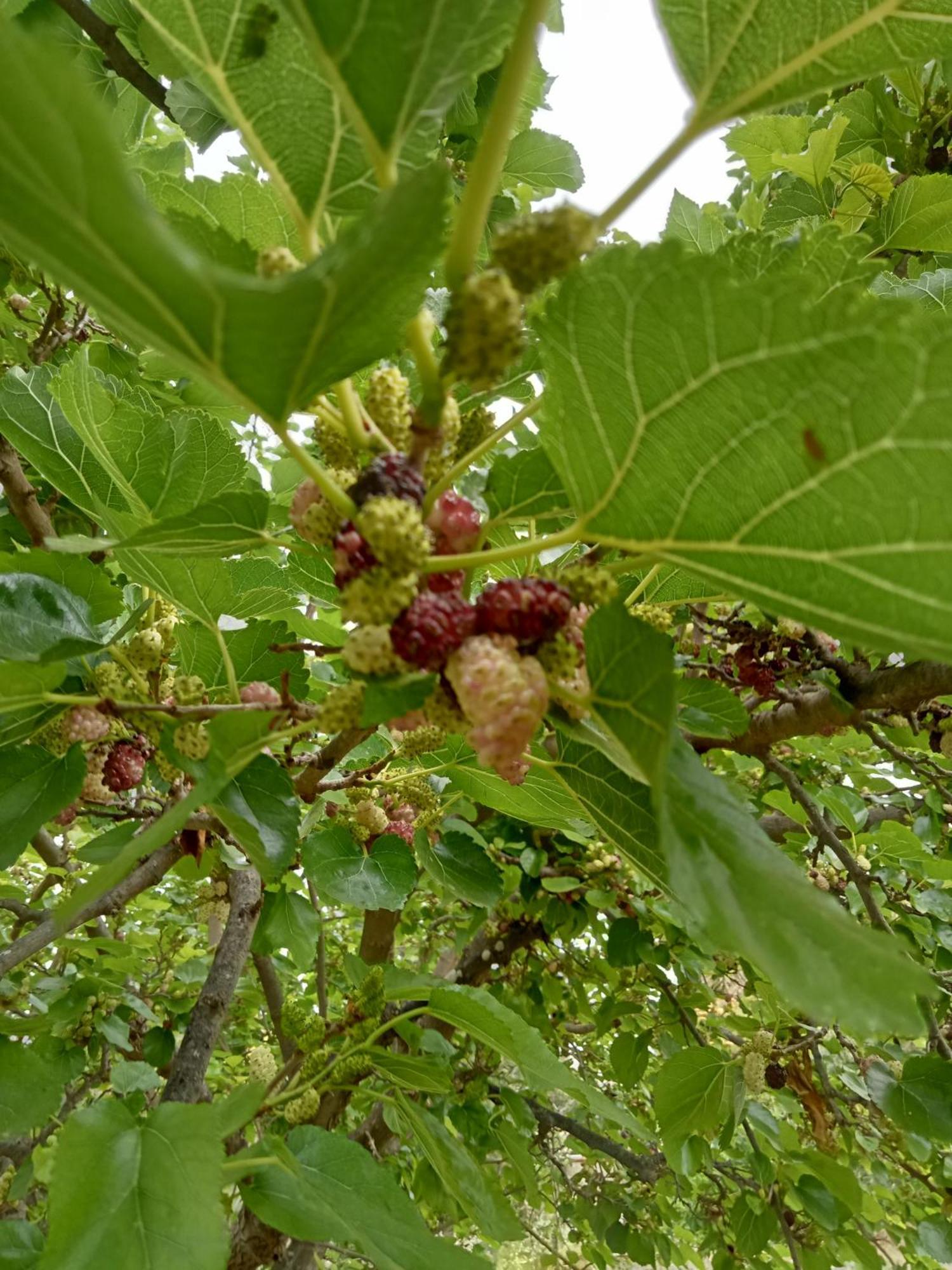 Agriturismo Adenzia 포르토 엠페도클레 외부 사진